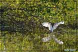 Aigrette garzette